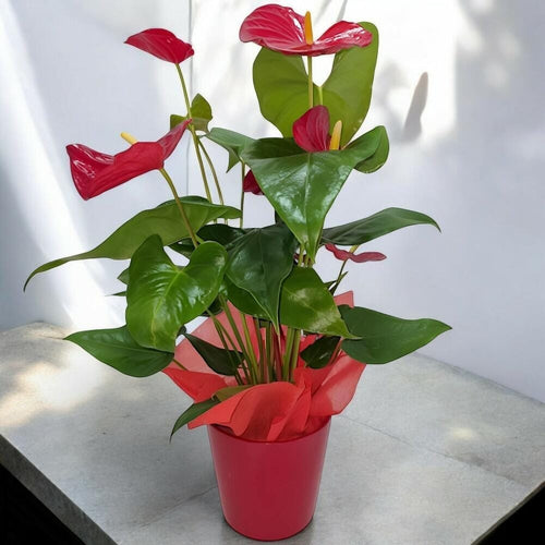 anthurium maxima elegancia Aurea Anthurium – Elegancia tropical en maceta de cerámica