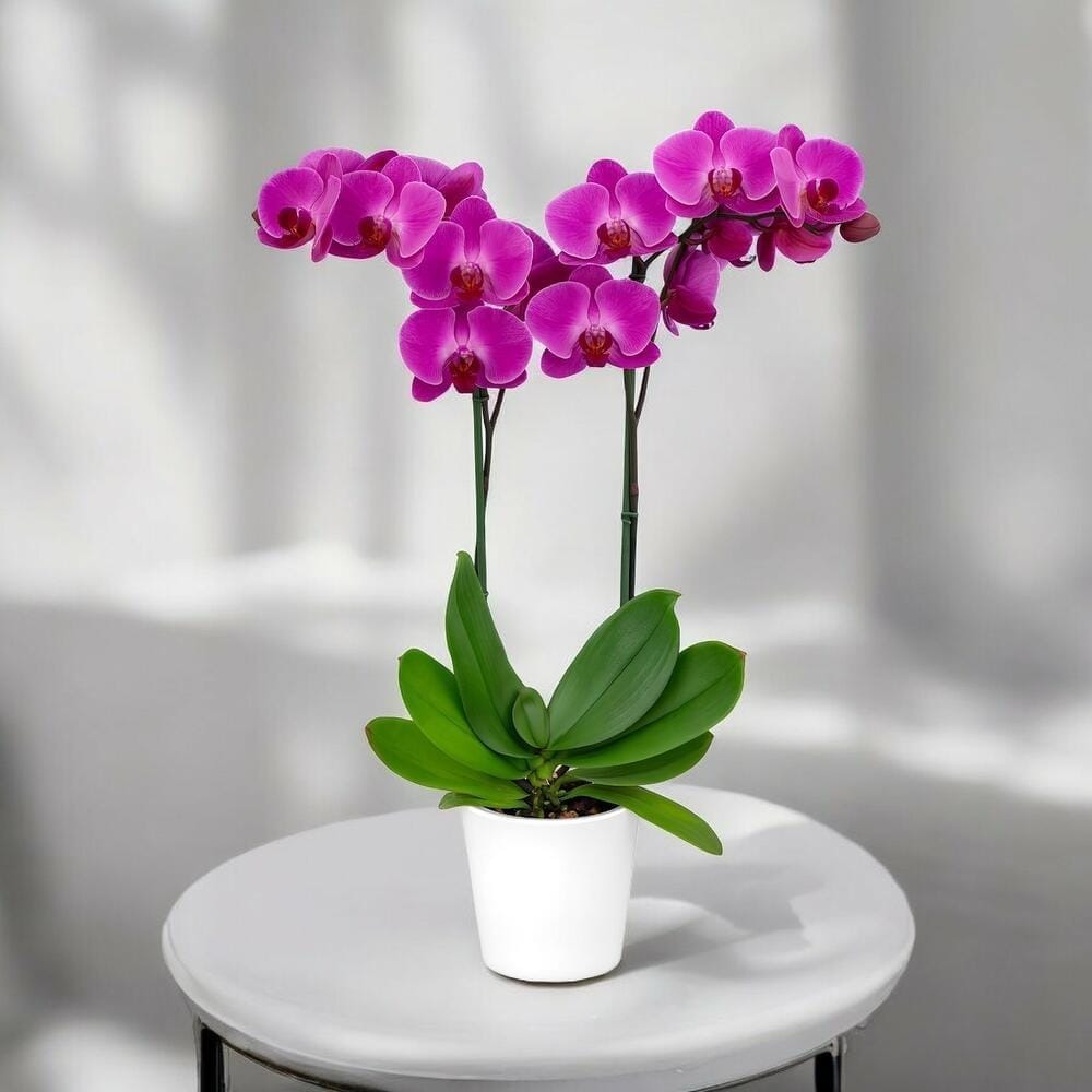 Calatrava Orquídea – Elegancia natural para regalar | Leurs Fleurs