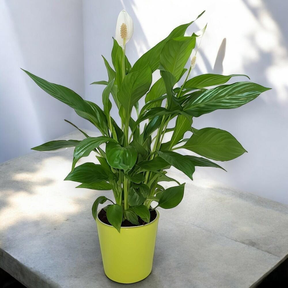 Plantas