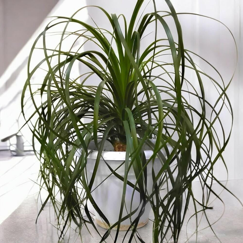 Nolina – Planta pata de elefante resistente y decorativa | Leurs Fleurs