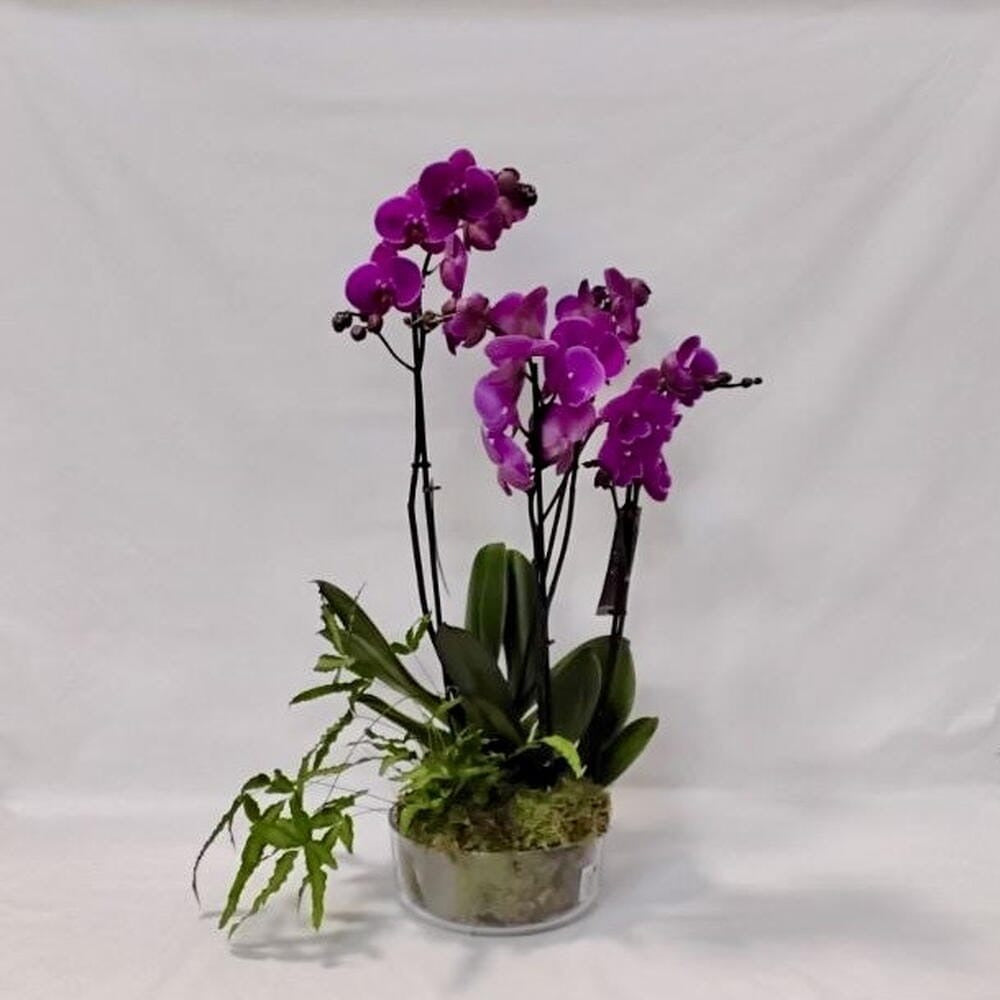 Orquídea Azteca – Elegancia exótica en maceta de cristal | Leurs Fleurs