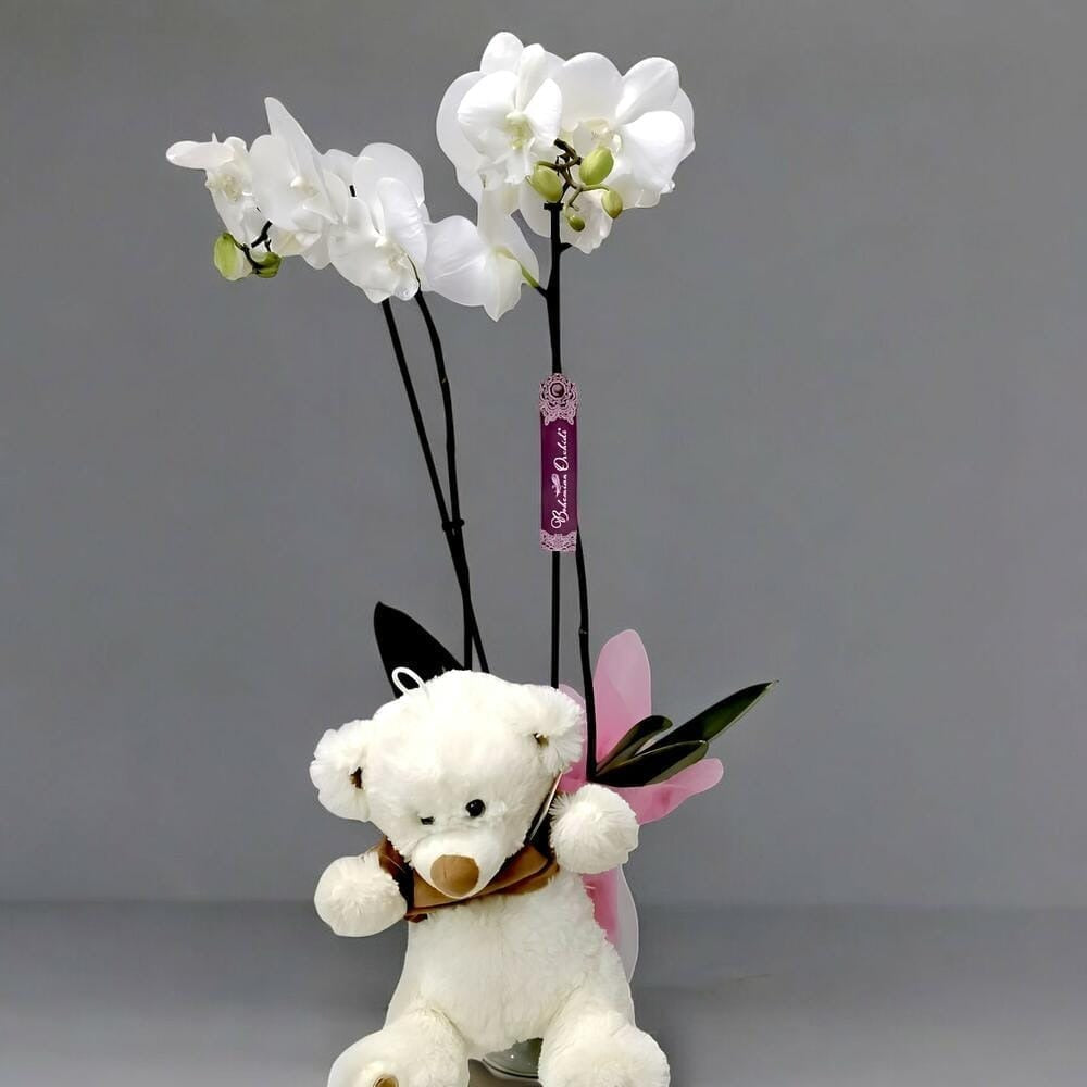 Osiblank – Orquídea blanca con osito de peluche | Leurs Fleurs