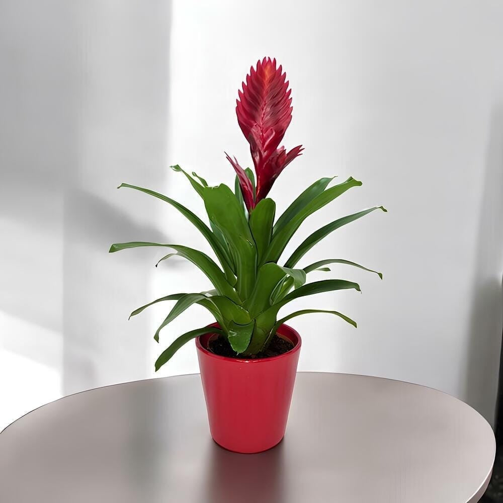 Bromelia Delicia – Planta decorativa con maceta roja | Leurs Fleurs