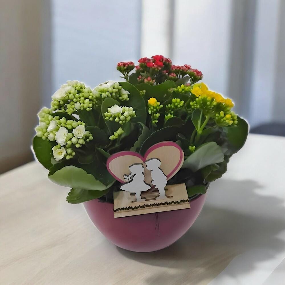 Trikalanchoe – Composición colorida de Kalanchoes en maceta decorativa | Leurs Fleurs